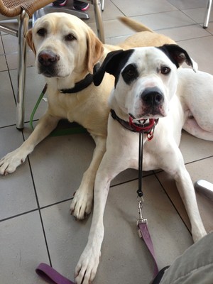 Top Marks Dog Training Pic 4 - Ralph and Nelson holding a drop at a coffee shop