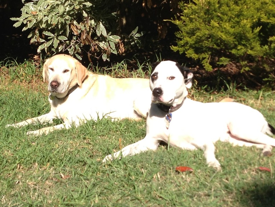 Top Marks Dog Training Pic 1 - Ralph and nelson in a drop