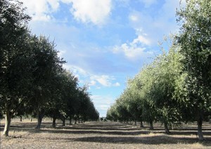 Petra Olive Oil Estate Pic 2