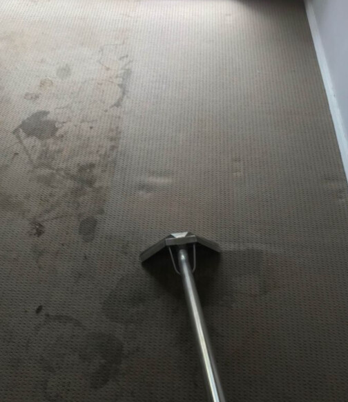 Carpet Cleaning Wynnum West Pic 1