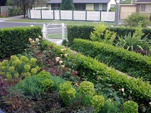 Bay Design Gardens Pic 2 - Hardy formal garden growing beautifully