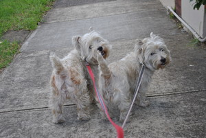 T. Bone's Dog Walking & Pet Care Pic 3 - Leash Dog Walking for a controlled safe environment