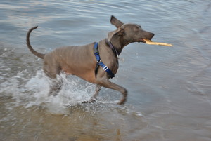 T. Bone's Dog Walking & Pet Care Pic 4 - T Bones Client one on one off leash park walk play gives your pet the sense of freedom