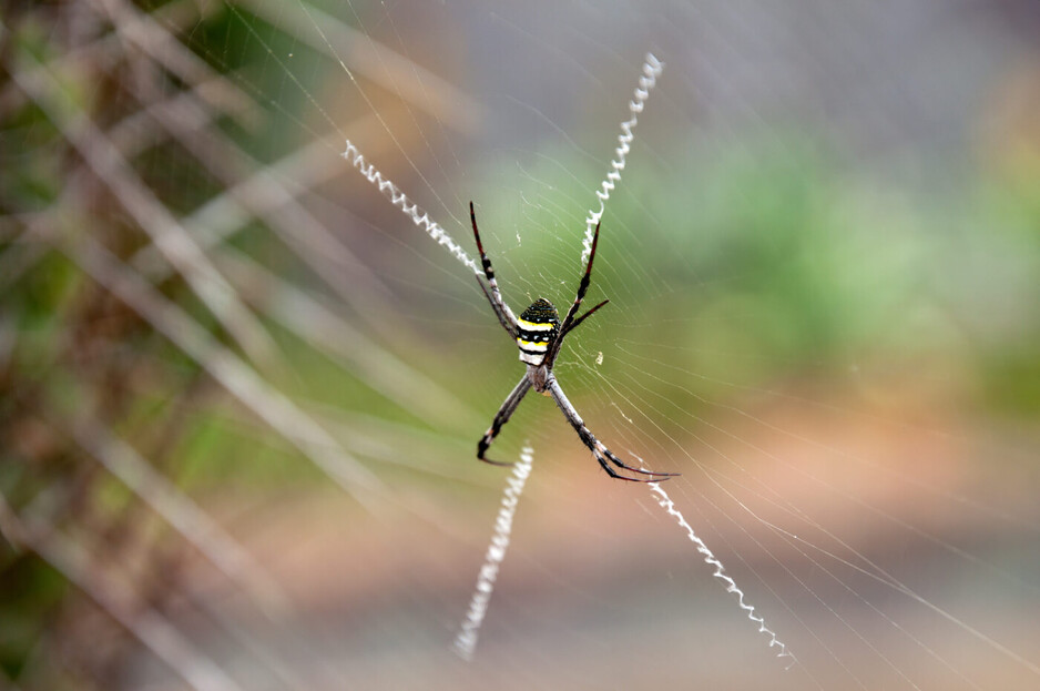 Perth Pest Control Services - spider Pic 1