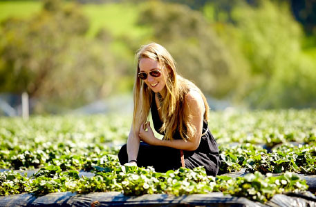 Mornington Peninsula Wine Tour Pic 1 - Sunnyridge strawberry farm