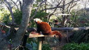 Symbio Wildlife Gardens Pic 5 - they have two red pandas