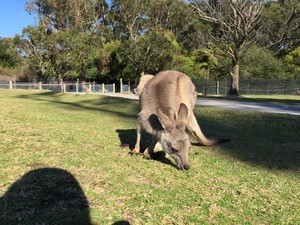 Symbio Wildlife Gardens Pic 3