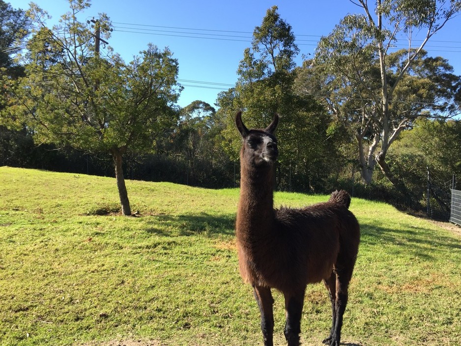 Symbio Wildlife Gardens Pic 1