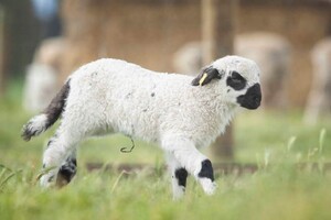 HARI Valais Blacknose Stud Pic 5