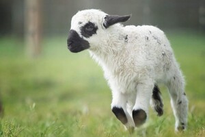 HARI Valais Blacknose Stud Pic 2