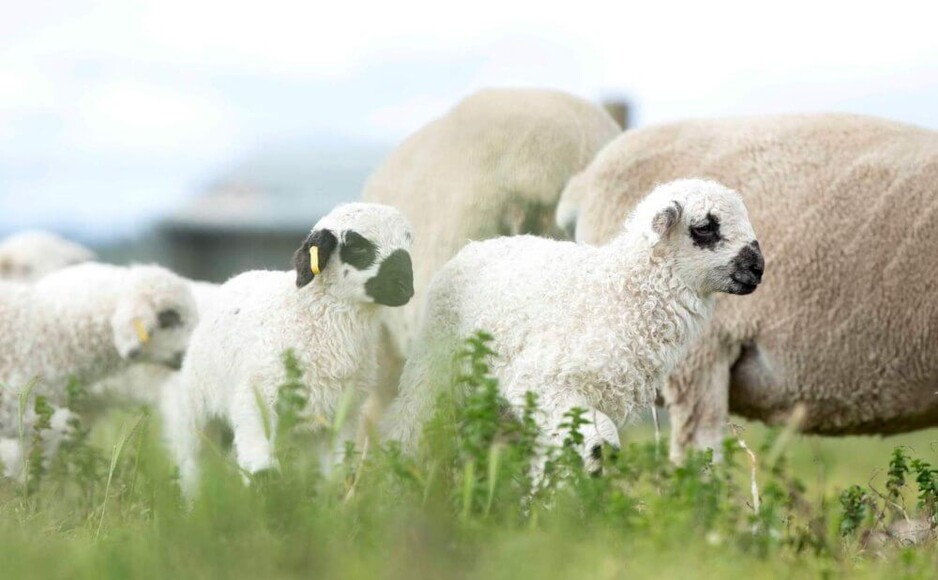 HARI Valais Blacknose Stud Pic 1