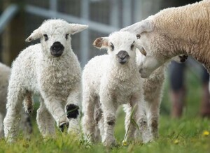 HARI Valais Blacknose Stud Pic 4