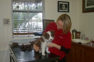 Wilston Vet Surgery Pic 4 - Dr Anita and a little puppy Rex