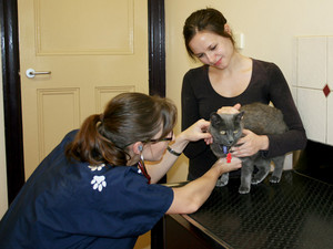 Bendigo Animal Hospital Pic 5 - Our vets understand that your pet is part of the family We want your animal to be happy and healthy