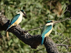 Byron Bay Eco Cruises & Kayaks Pic 5 - Pair of Sacred Kingfishers seen from the cruise boat