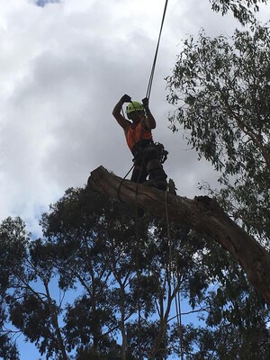 Arborist And Tree Removals Pic 2