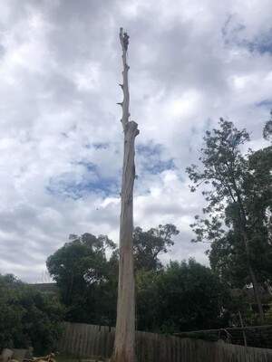 Arborist And Tree Removals Pic 3