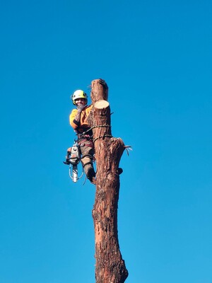 Arborist And Tree Removals Pic 4