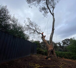 Arborist And Tree Removals Pic 5