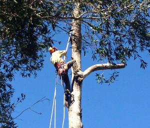 North Coast Property Care Pic 3 - Tree Lopping