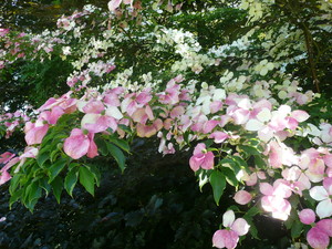 toffs garden service Pic 3 - Magnificent hybrid Dogwood bred by Toffs