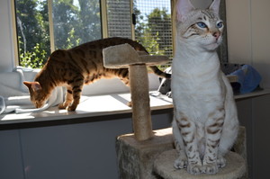 Cats in the Country Pic 3 - The beautiful bengals