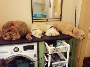 Groomingdayles Pic 3 - Snoozing puppies just too relaxed