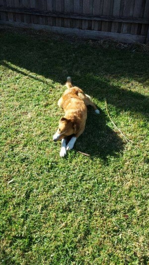 Walkies with Ally Pic 4 - Bella my Welsh Border Collie