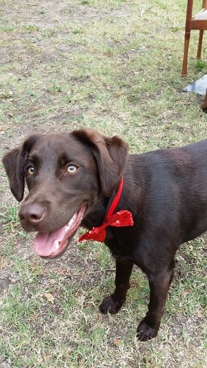 Walkies with Ally Pic 2 - Doug on his Christmas walk