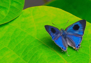 Daintree Wonder Tours Pic 3 - Daintree butterfly