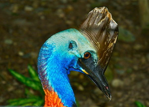 Daintree Wonder Tours Pic 4 - Southern Cassowary