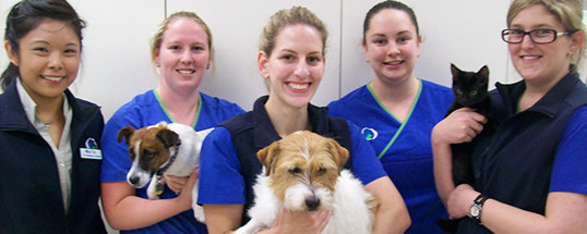 Our Vet Geelong Pic 1 - LR Dr Christina Cheng Bec Lovett nurse Tegan Morley nurse Krystal Van Breugel nurse and Dani Gaynor nurse