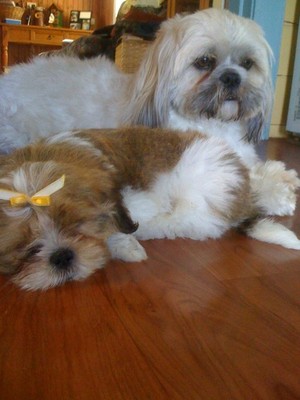 Lilydale Dog Grooming Pic 4 - Rocky and Joby