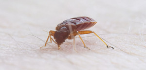 Bed Bugs Pest Control Pic 2