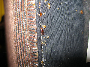 Bed Bugs Pest Control Pic 3