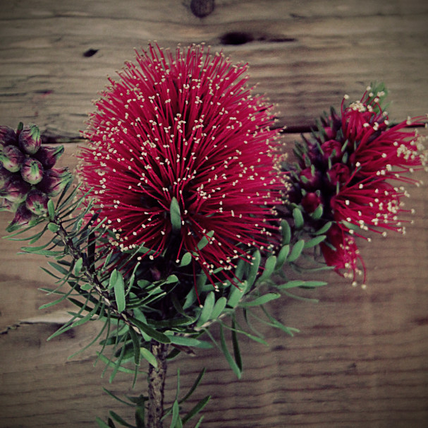 Eco Foragers - Native Specialist Pic 1 - Native and Indigenous Garden Design and Maintenance Mornington Peninsula