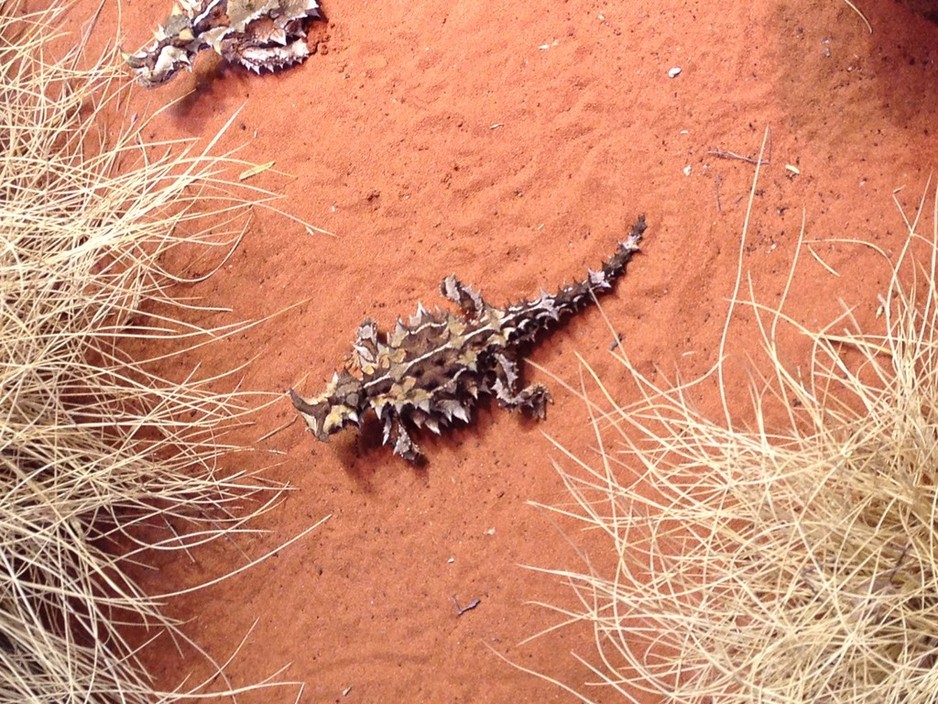 Alice Springs Desert Park - General Enquiries Pic 1 - Thankfully the staff are much friendlier than this spiky fellow