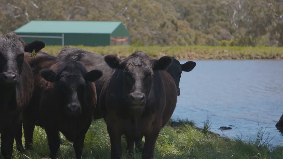 Landmark Harcourts Pic 1 - Cattle property specialists