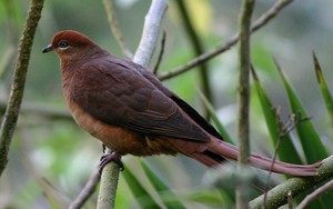 Australian Natural History Safari Pic 4 - brown pigeon cuckoodove