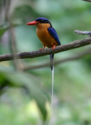 Australian Natural History Safari Pic 3 - buffbreasted paradisekingfisher