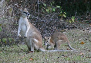 Australian Natural History Safari Pic 2 - female agile wallaby with joey