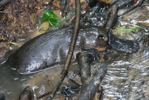 Australian Natural History Safari Pic 1 - platypus