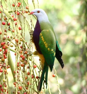 Australian Natural History Safari Pic 5 - wompoo pigeon