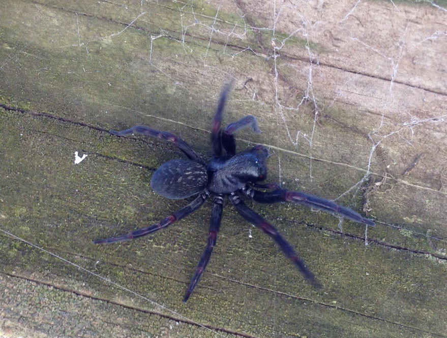 Gippsland Pest Management Pic 1 - Spiders