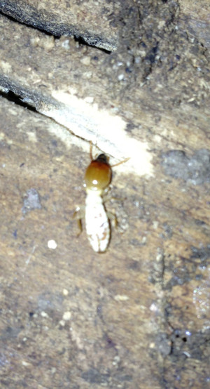 Gippsland Pest Management Pic 3 - Termites