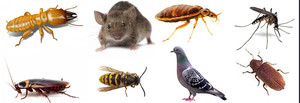 Pest Busters - Pest Control Sydney Pic 2