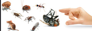 Pest Busters - Pest Control Sydney Pic 3