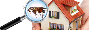 Pest Busters - Pest Control Sydney Pic 4