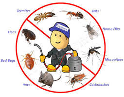 Pest Busters - Pest Control Sydney Pic 5