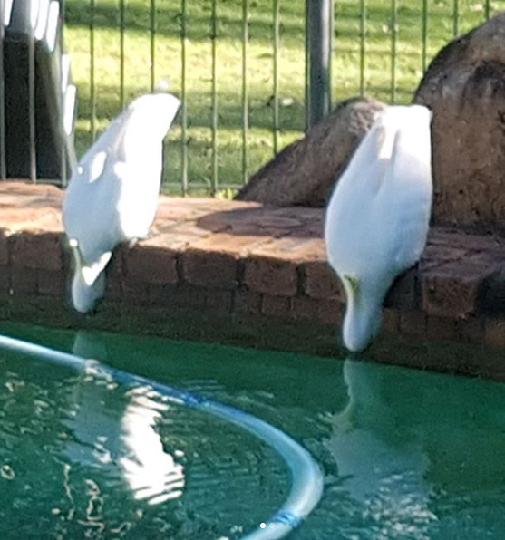 Jim's Pool Care Pic 1 - Even the birds love the pool